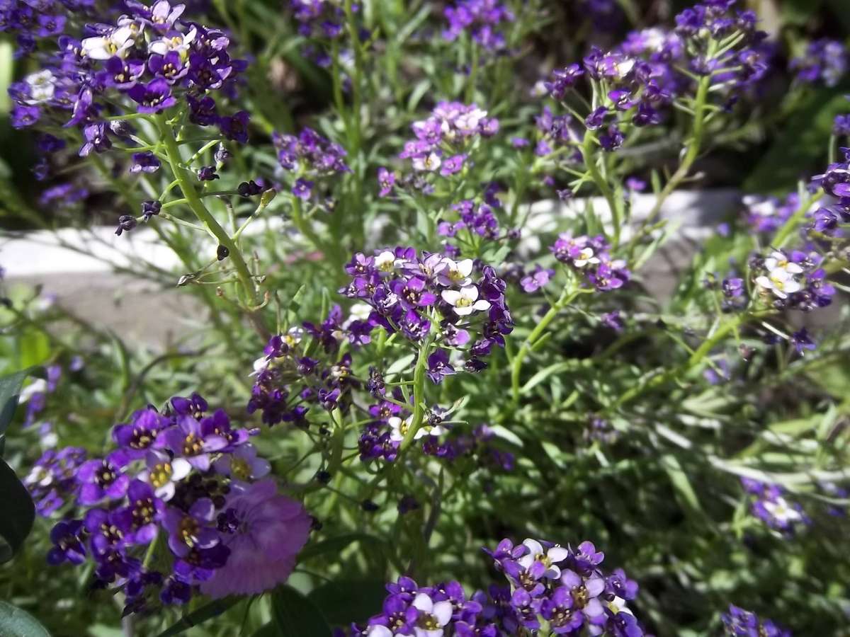 Alyssum Seeds Royal Carpet - 1/4 gram Alyssum Seeds