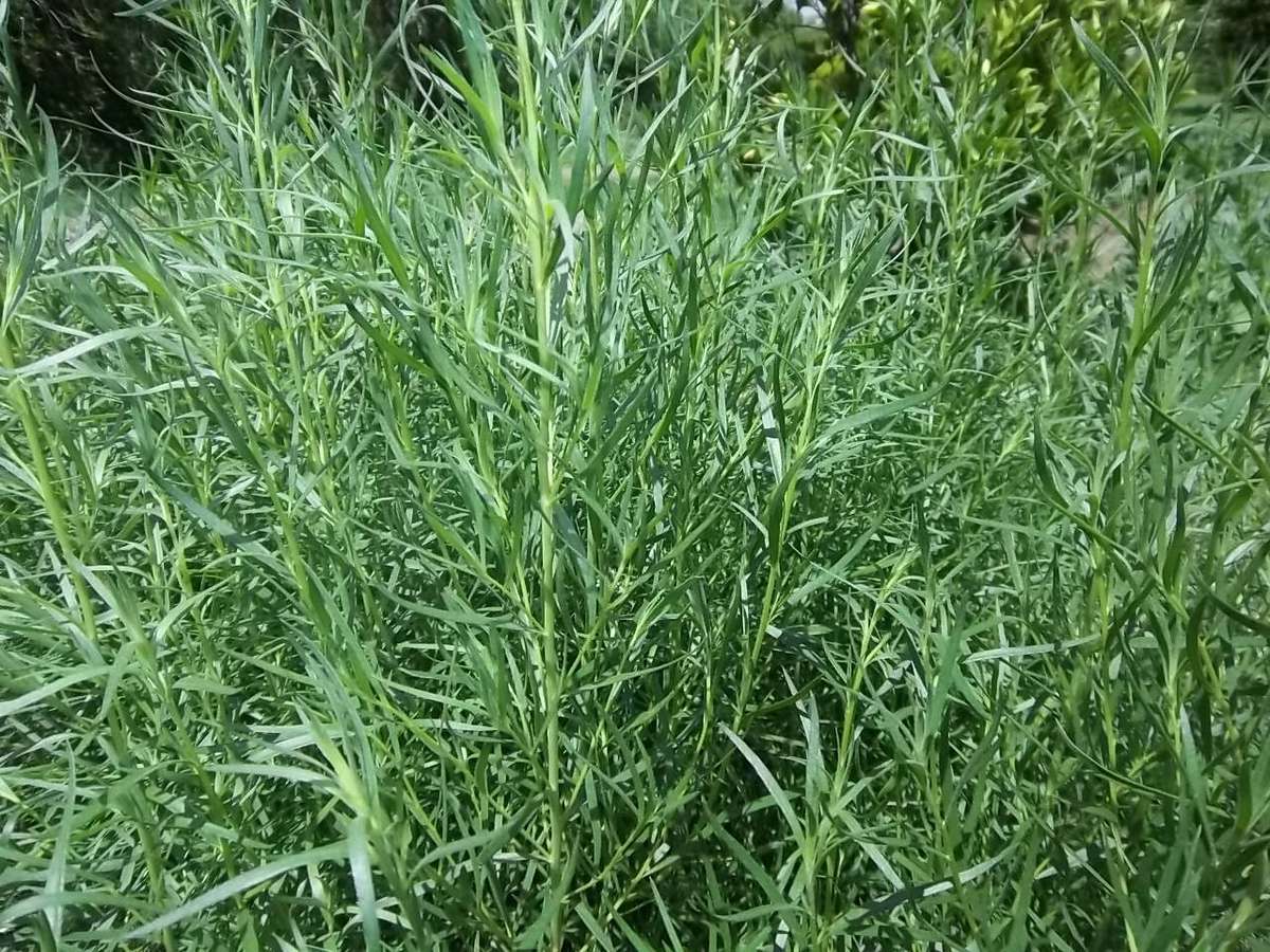 Tarragon Seeds Russian - 100 Tarragon Seeds