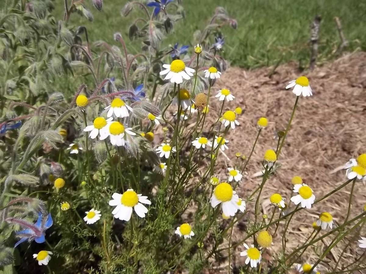 Chamomile Seeds - German Chamomile 500 seeds