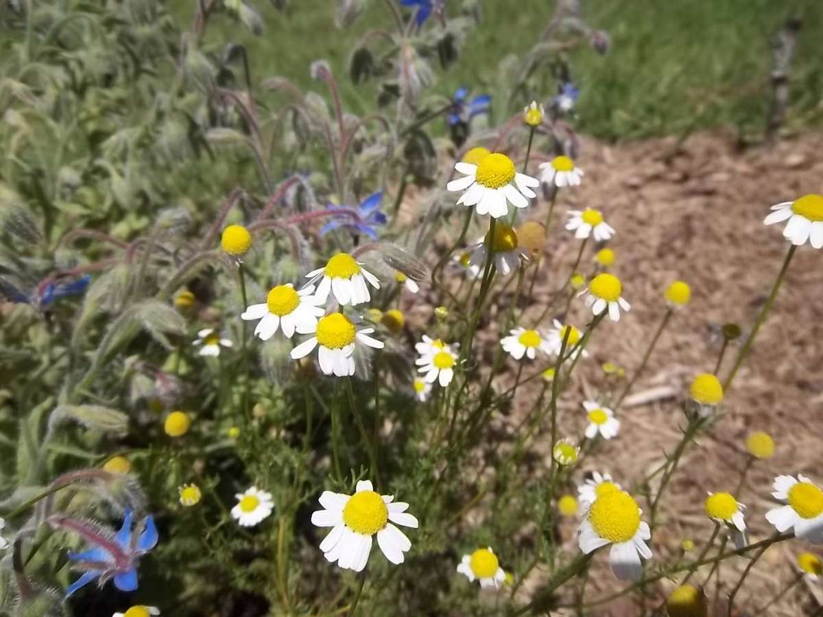 Chamomile Seeds - German Chamomile 500 seeds