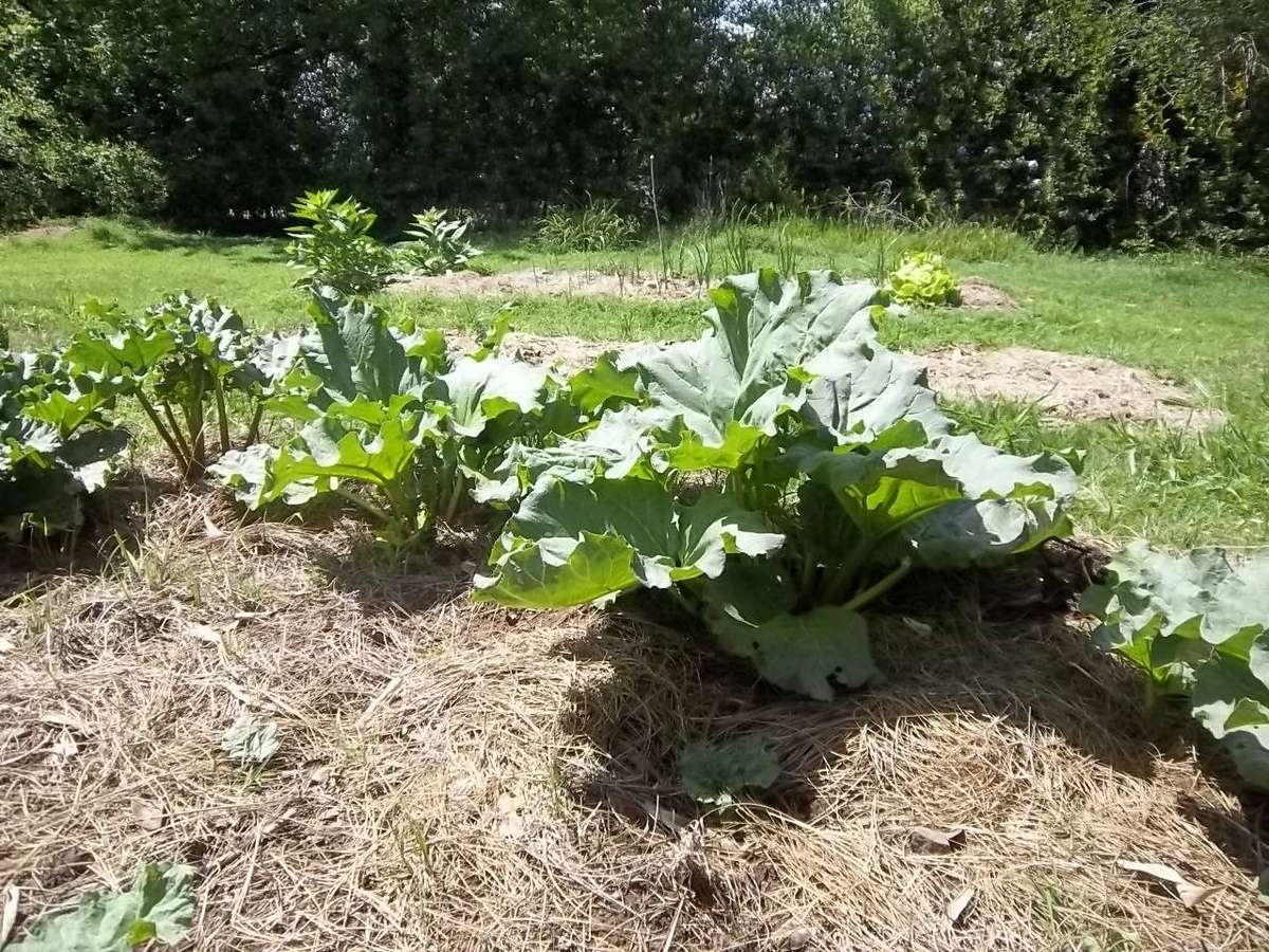Rhubarb Victoria 10 Rhubarb Seeds