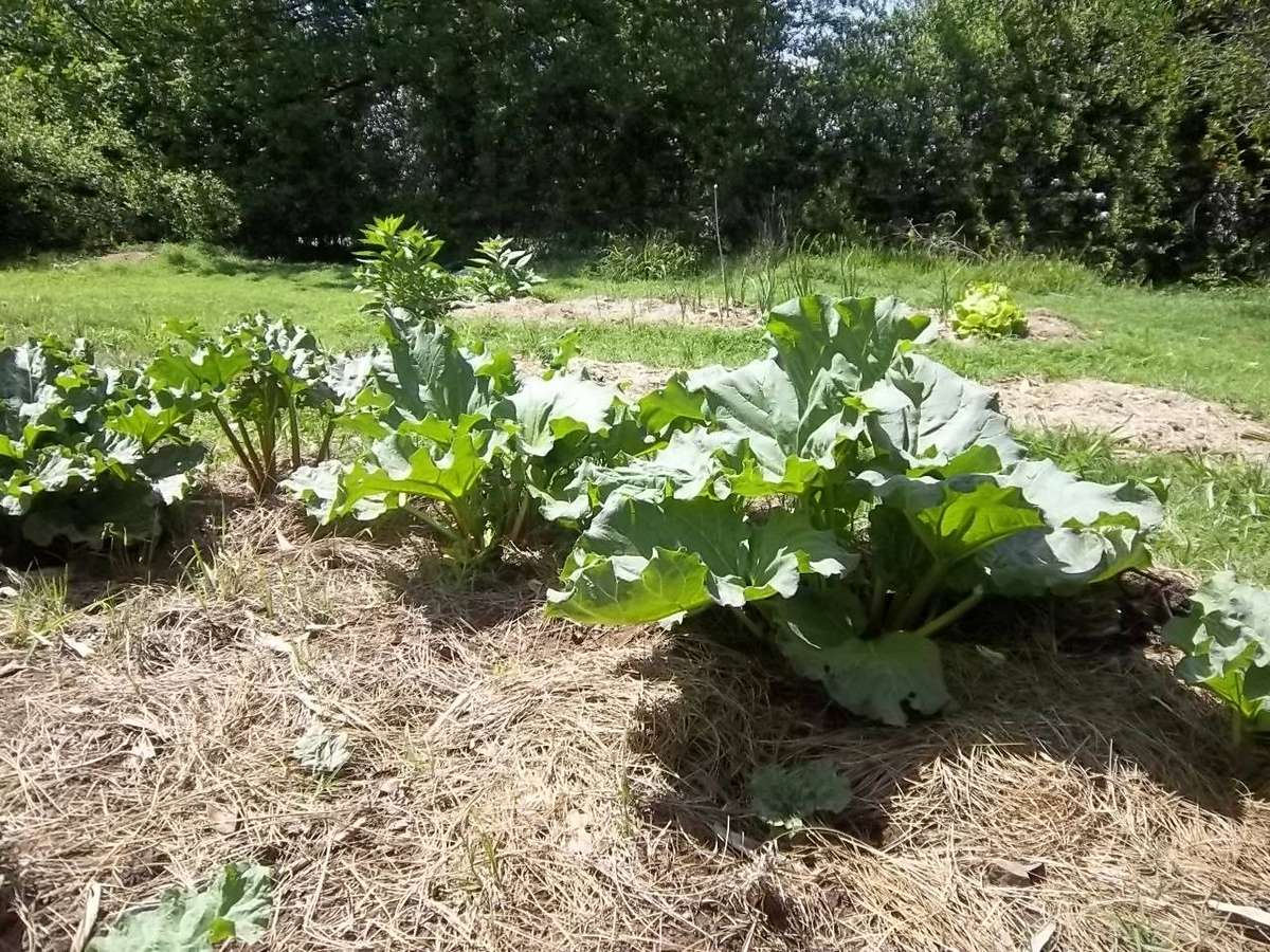 Rhubarb Victoria 10 Rhubarb Seeds