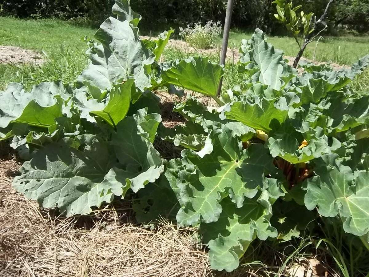 Rhubarb Victoria 10 Rhubarb Seeds