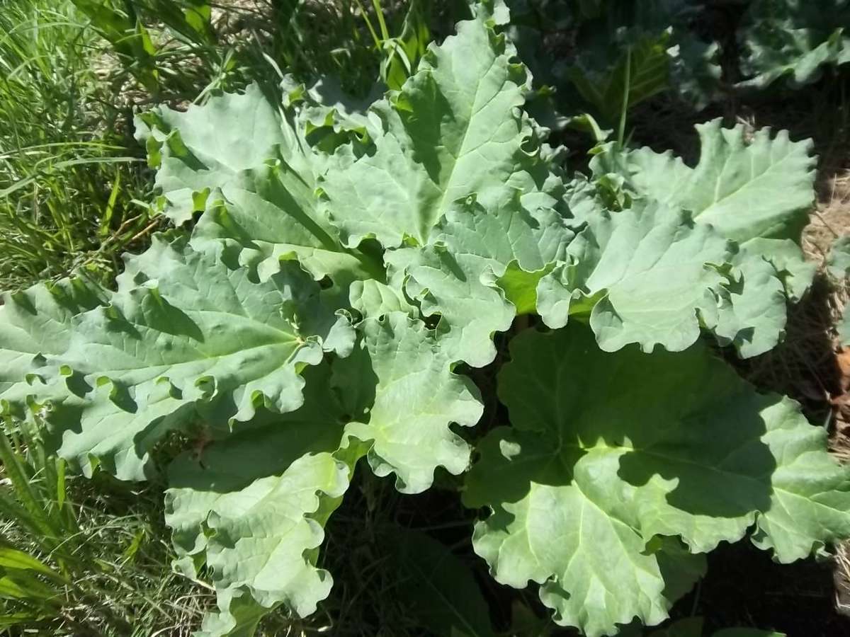 Rhubarb Victoria 10 Rhubarb Seeds