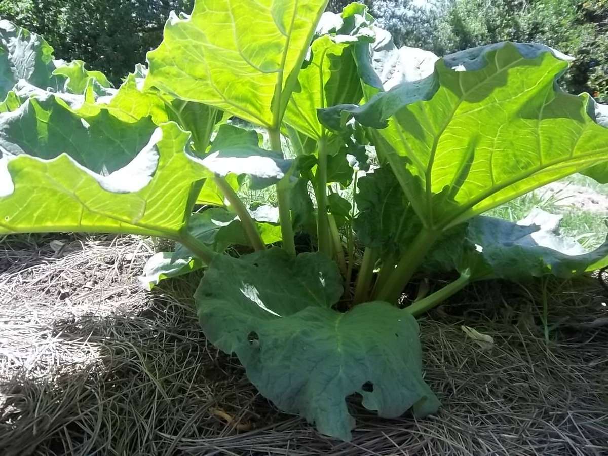 Rhubarb Victoria 10 Rhubarb Seeds