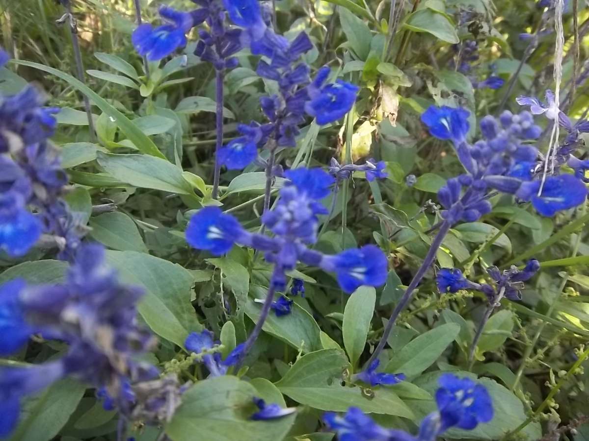 SALVIA SEEDS VICTORIA BLUE - 50 SALVIA SEEDS