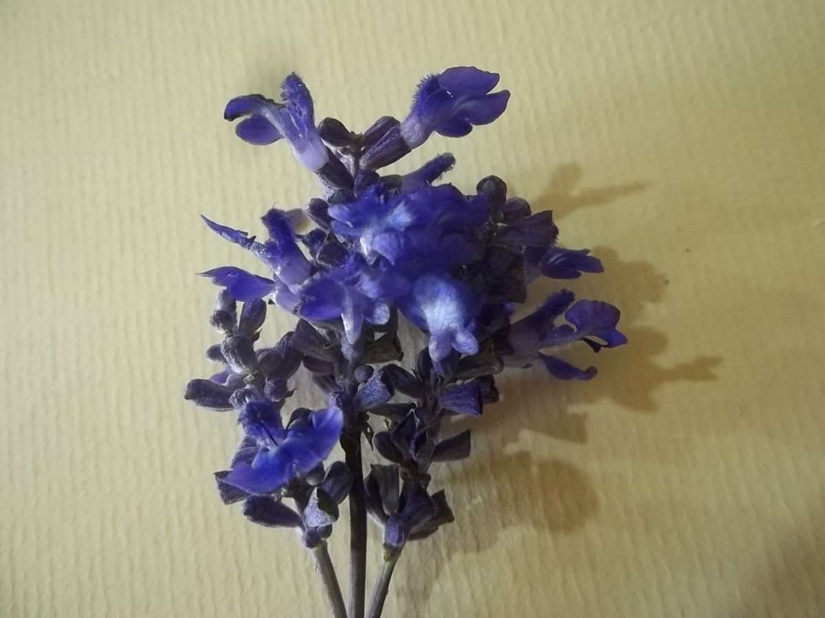 SALVIA SEEDS VICTORIA BLUE - 50 SALVIA SEEDS