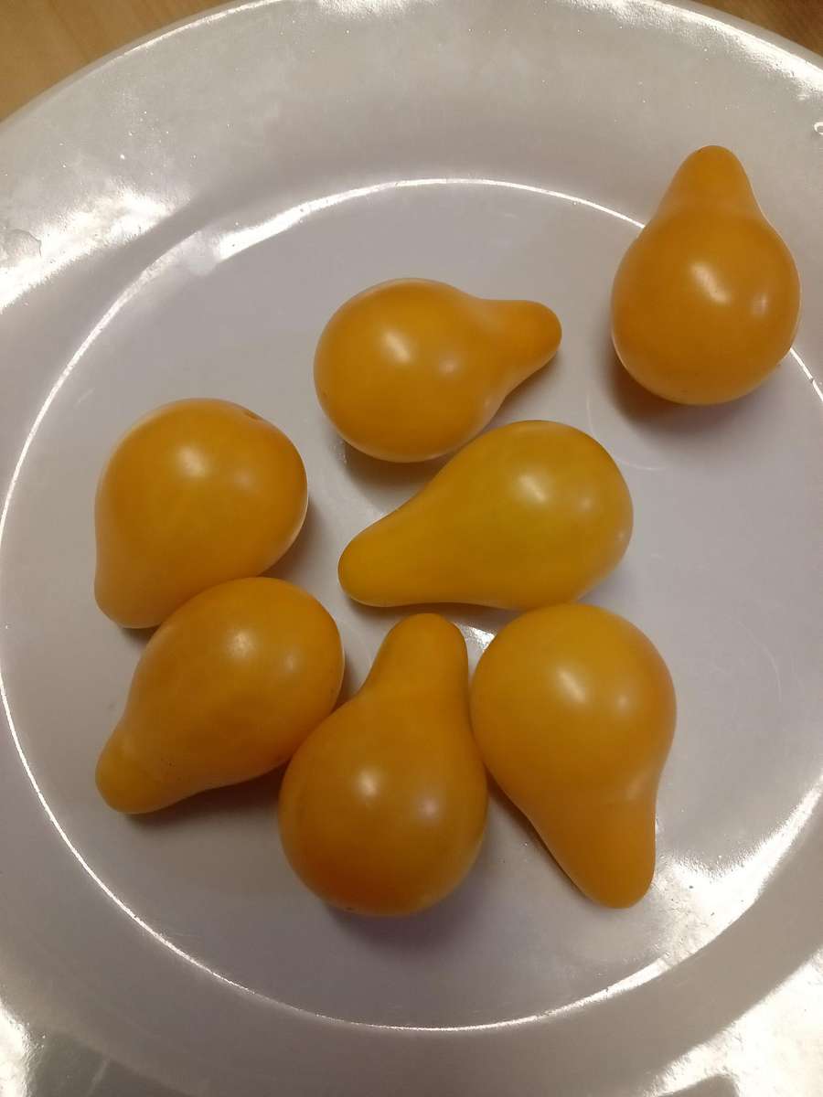 Tomato Seeds Yellow Pear 20 Heirloom Tomato Seeds