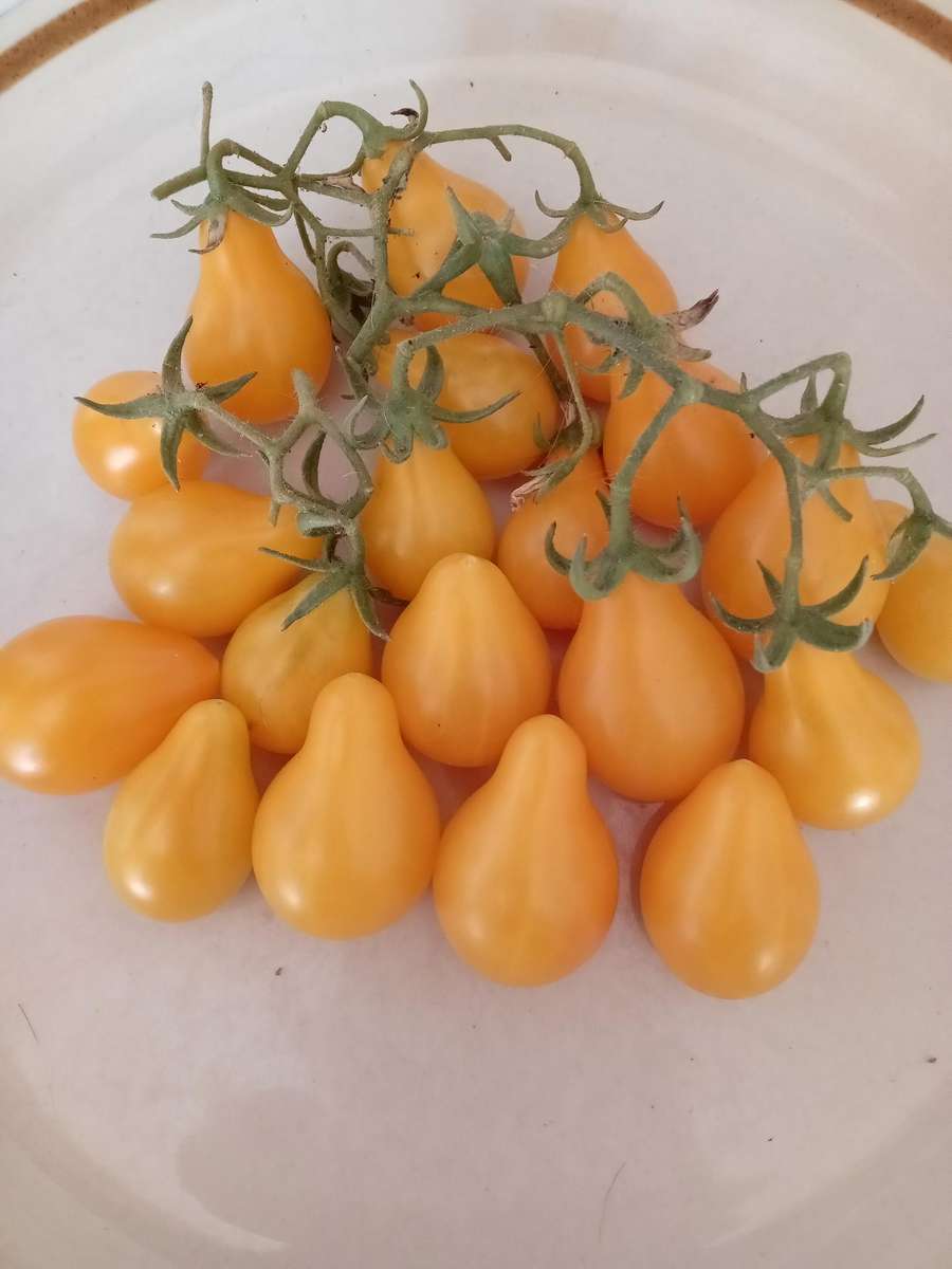 Tomato Seeds Yellow Pear 20 Heirloom Tomato Seeds