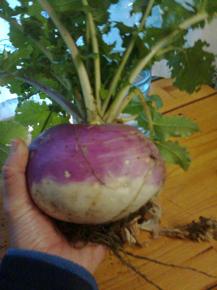 Turnip Purple Top - 10 Grams Turnip Seeds