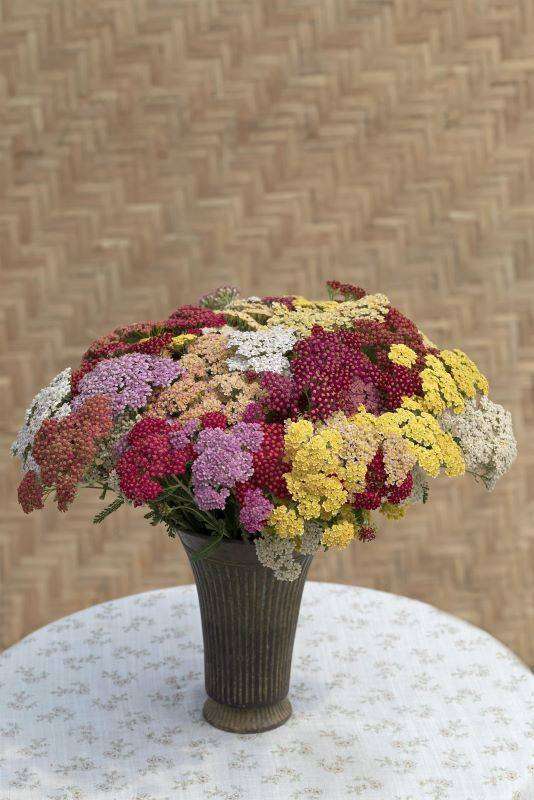 Achillea Flowerburst seeds - 100 achillea seeds