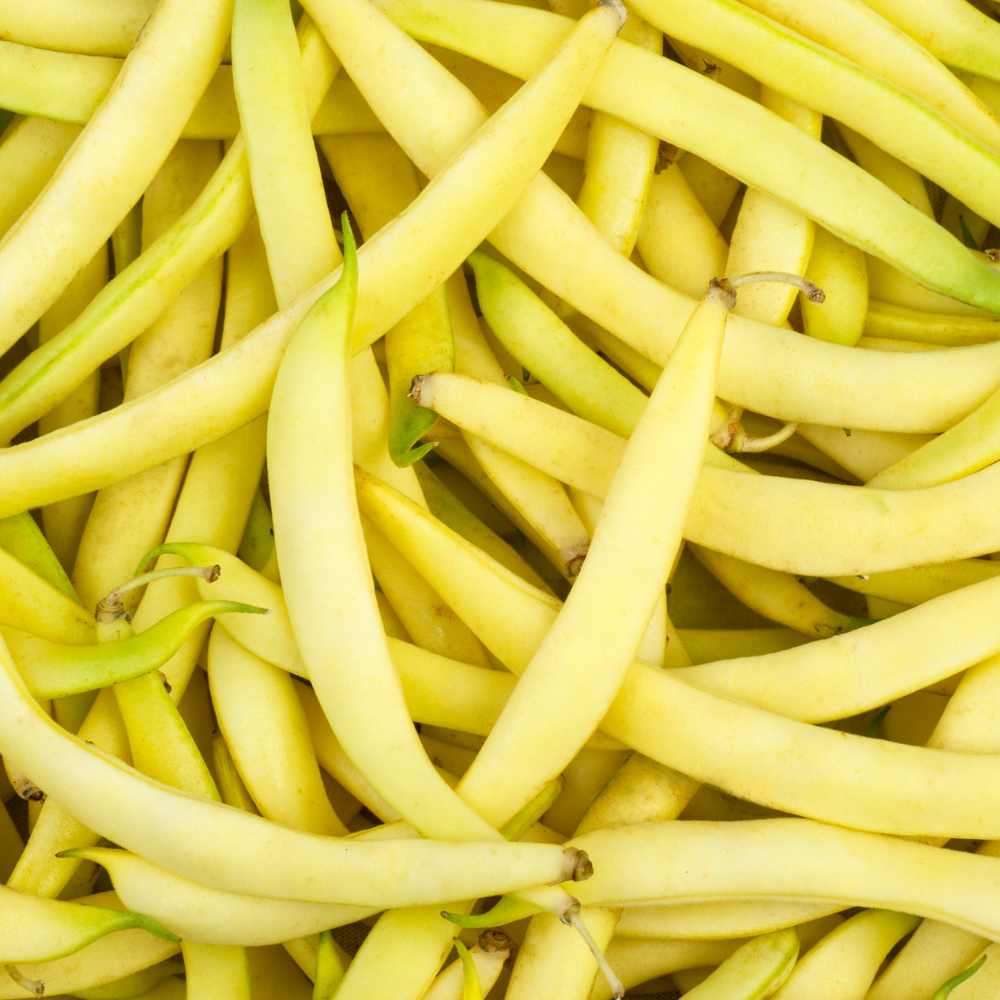 Bush Bean Seeds Berggold - 20 bean seeds