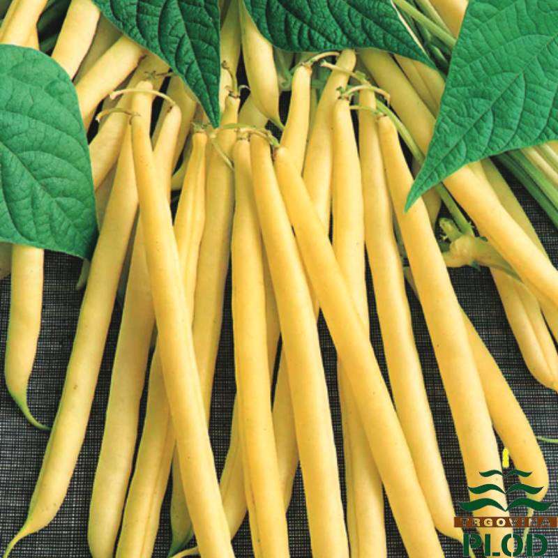 Bush Bean Seeds Berggold - 20 bean seeds