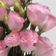 Lisianthus Seeds Abc Rose Rim - 10 Lisianthus Seeds