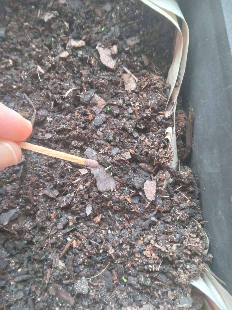 Lisianthus Seeds ABC Blue Rim - 10 Lisianthus Seeds