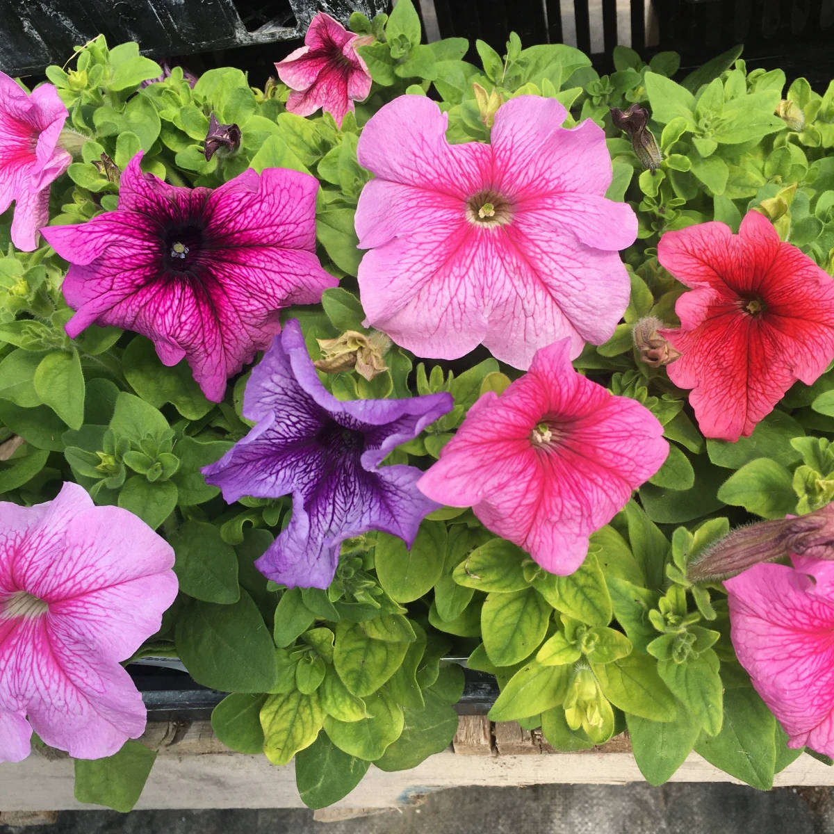 Petunia Seeds Daddy Mix - 50 Pelleted Petunia Seeds