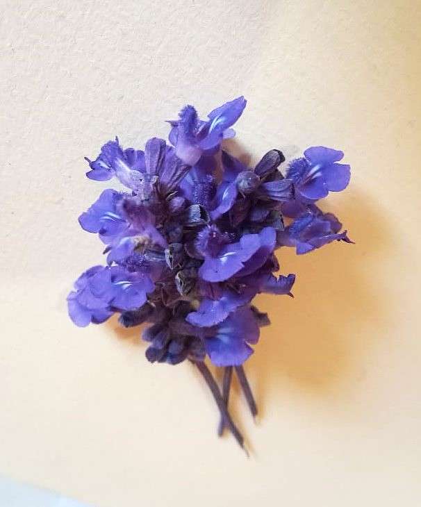 SALVIA SEEDS VICTORIA BLUE - 50 SALVIA SEEDS