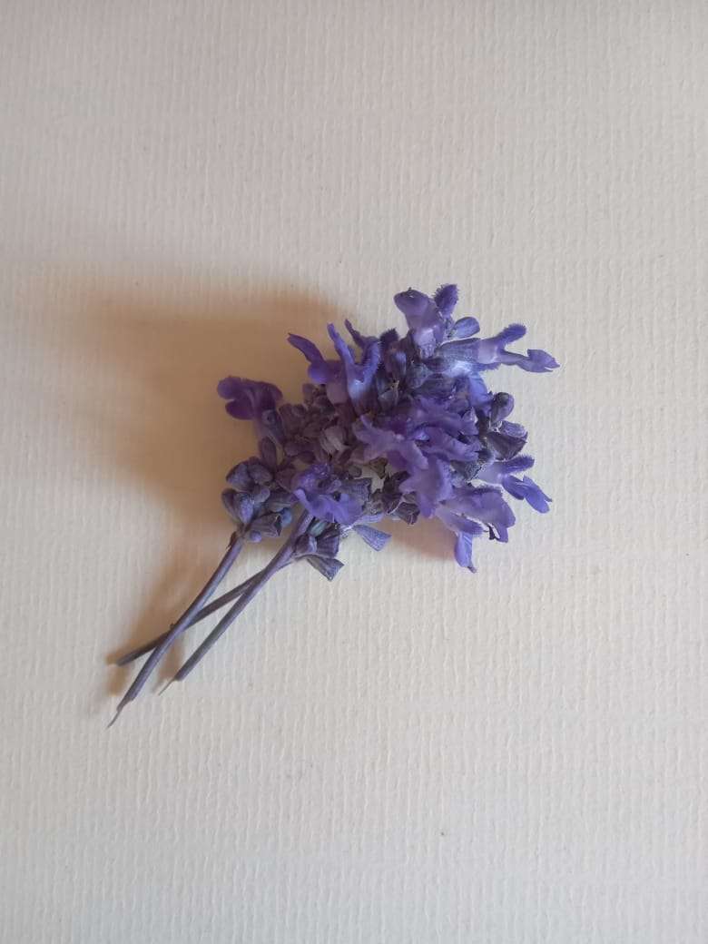 SALVIA SEEDS VICTORIA BLUE - 50 SALVIA SEEDS