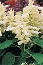 Salvia Seeds Vista White - 25 Salvia Seeds