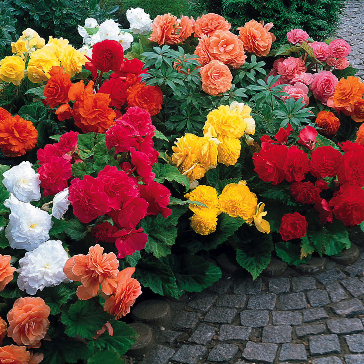 Begonia Seeds Nonstop Mix - 10 Begonia Seeds