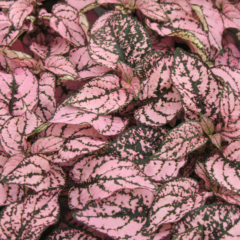 Hypoestes Seeds  Confetti Compact Pink - 10 Hypoestes Seeds