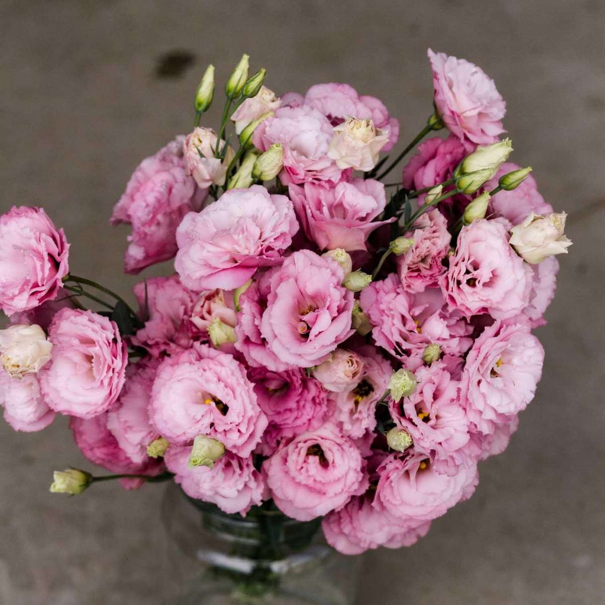 Lisianthus Seeds Abc Deep Rose - 10 Lisianthus Seeds