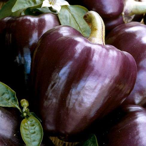 Pepper Seeds Oda-10 sweet pepper seeds