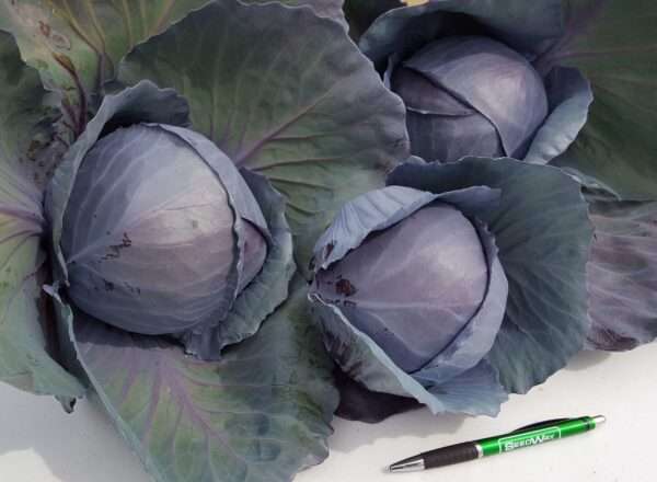Cabbage Baby Red Omero -10 cabbage seeds
