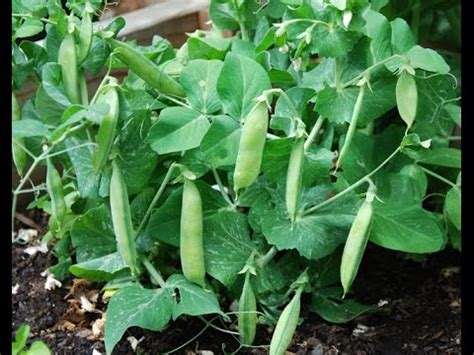 Pea Seeds Dwarf Piccolo-20 Pea Seeds