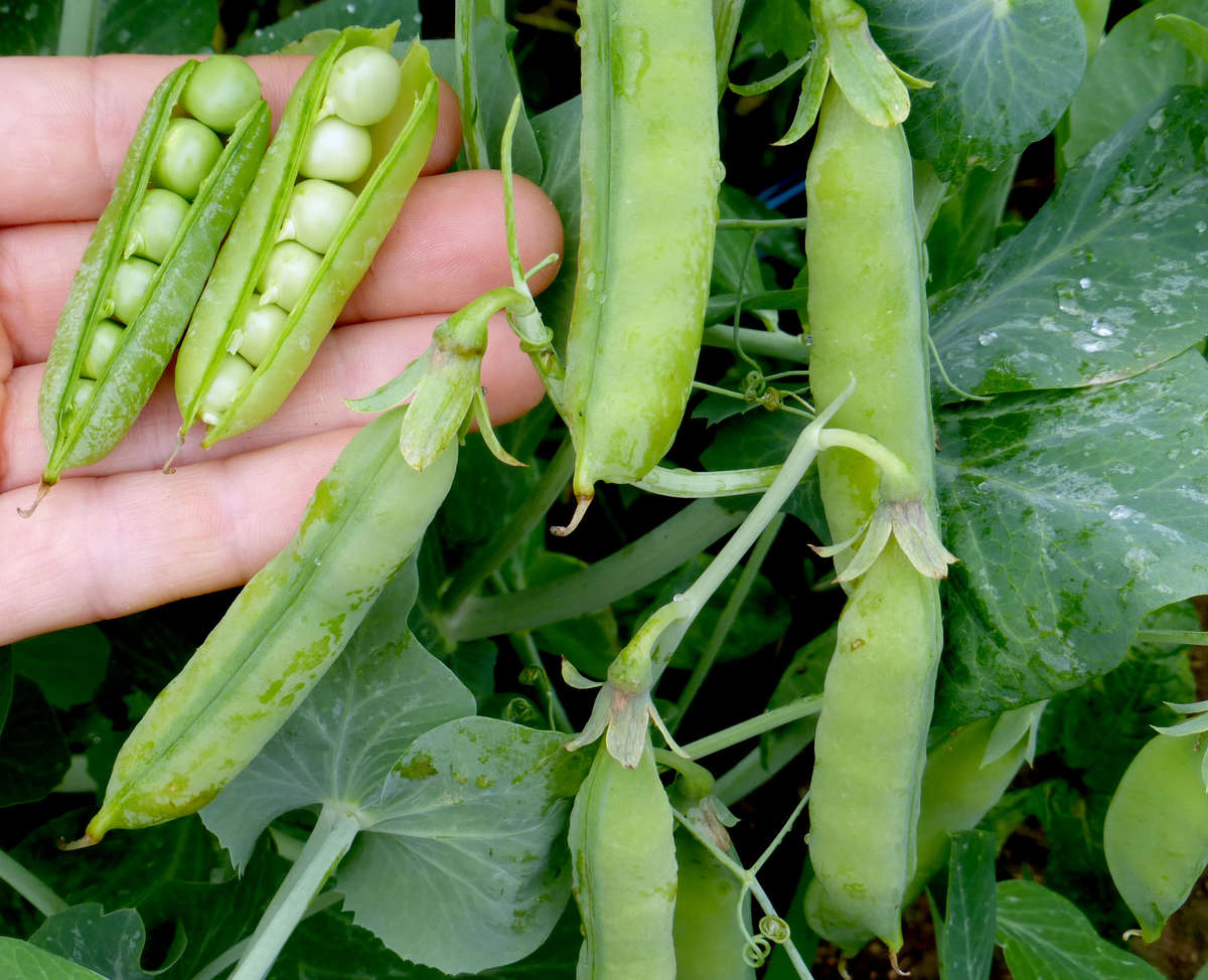 Pea Seeds Dwarf Piccolo-20 Pea Seeds