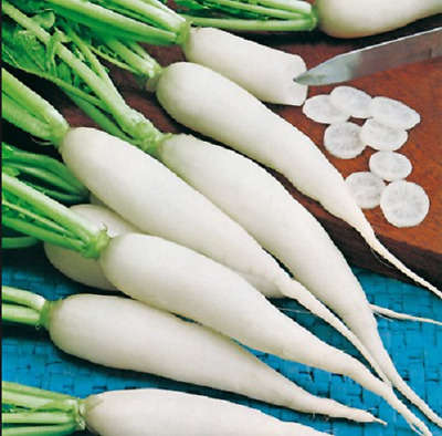 Radish Seeds Candela Di Ghiaccio - 50 radish seeds