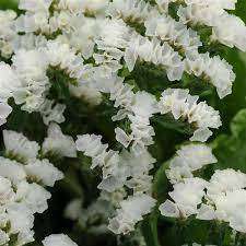 Statice Seeds Qis White - 20 Statice Seeds
