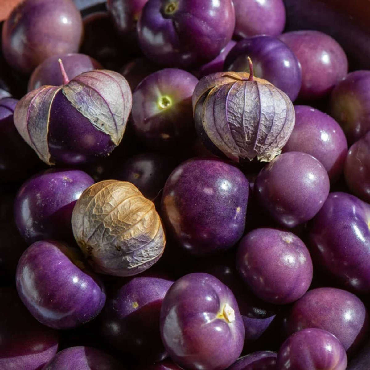 Tomatillo seeds Purple Coban - 50 tomatillo seeds
