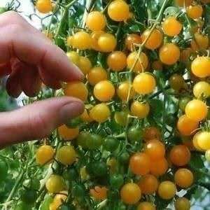 Tomato Seeds Gold Rush Currant - 20 Tomato Seeds