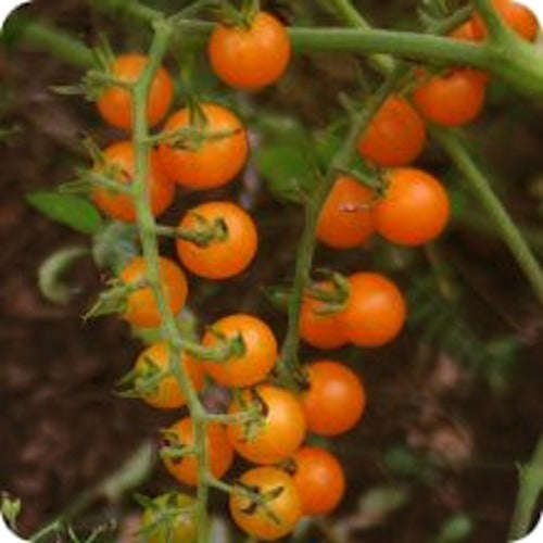 Tomato Seeds Gold Rush Currant - 20 Tomato Seeds