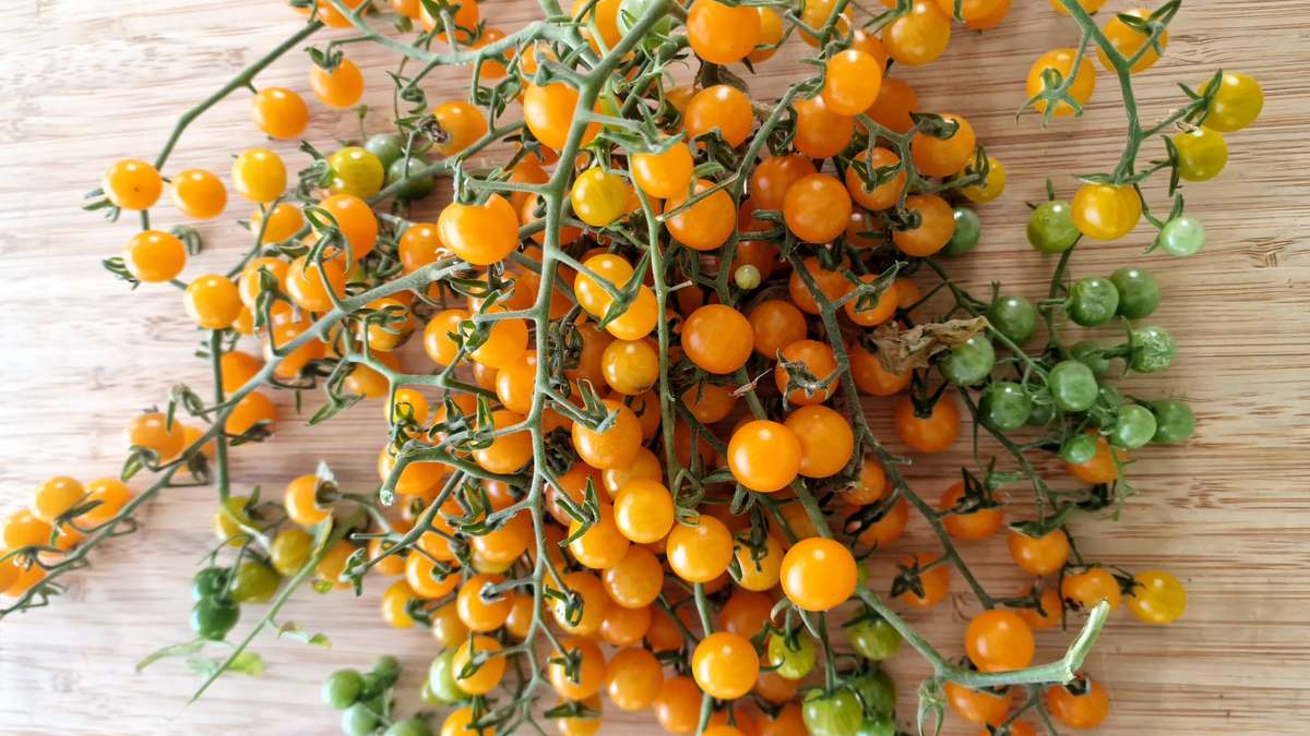 Tomato Seeds Gold Rush Currant - 20 Tomato Seeds