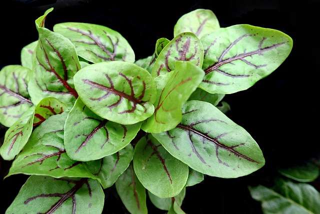 Sorrel Seeds - Red Veined  Bloody Sorrel 100 Seeds