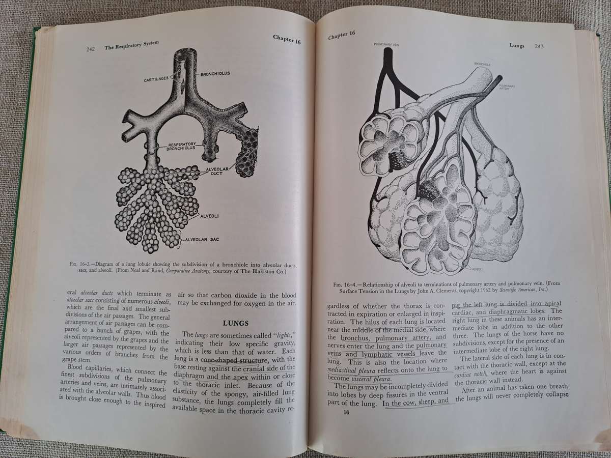 Anatomy and Physiology of Farm Animals - R.D. Frandson