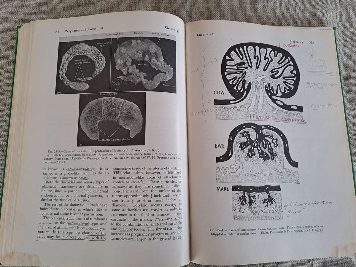 Anatomy and Physiology of Farm Animals - R.D. Frandson