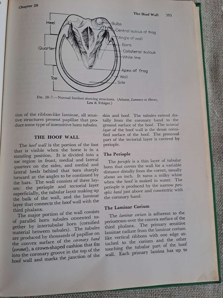 Anatomy and Physiology of Farm Animals - R.D. Frandson