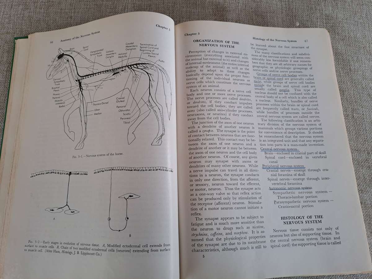 Anatomy and Physiology of Farm Animals - R.D. Frandson