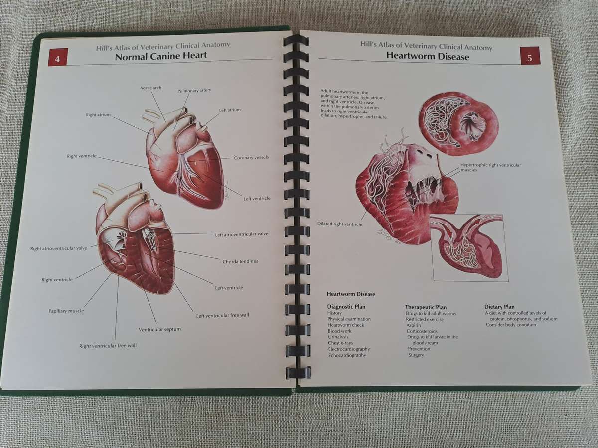 Hills Atlas of Veterinary Clinical Anatomy