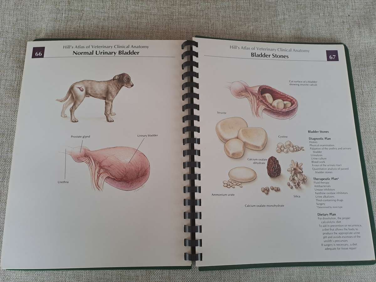 Hills Atlas of Veterinary Clinical Anatomy