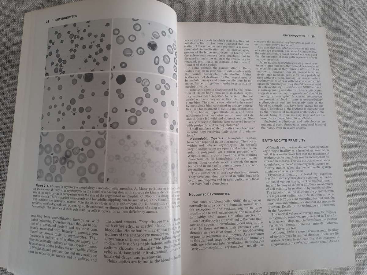 Veterinary Clinical Pathology 4th Edition.