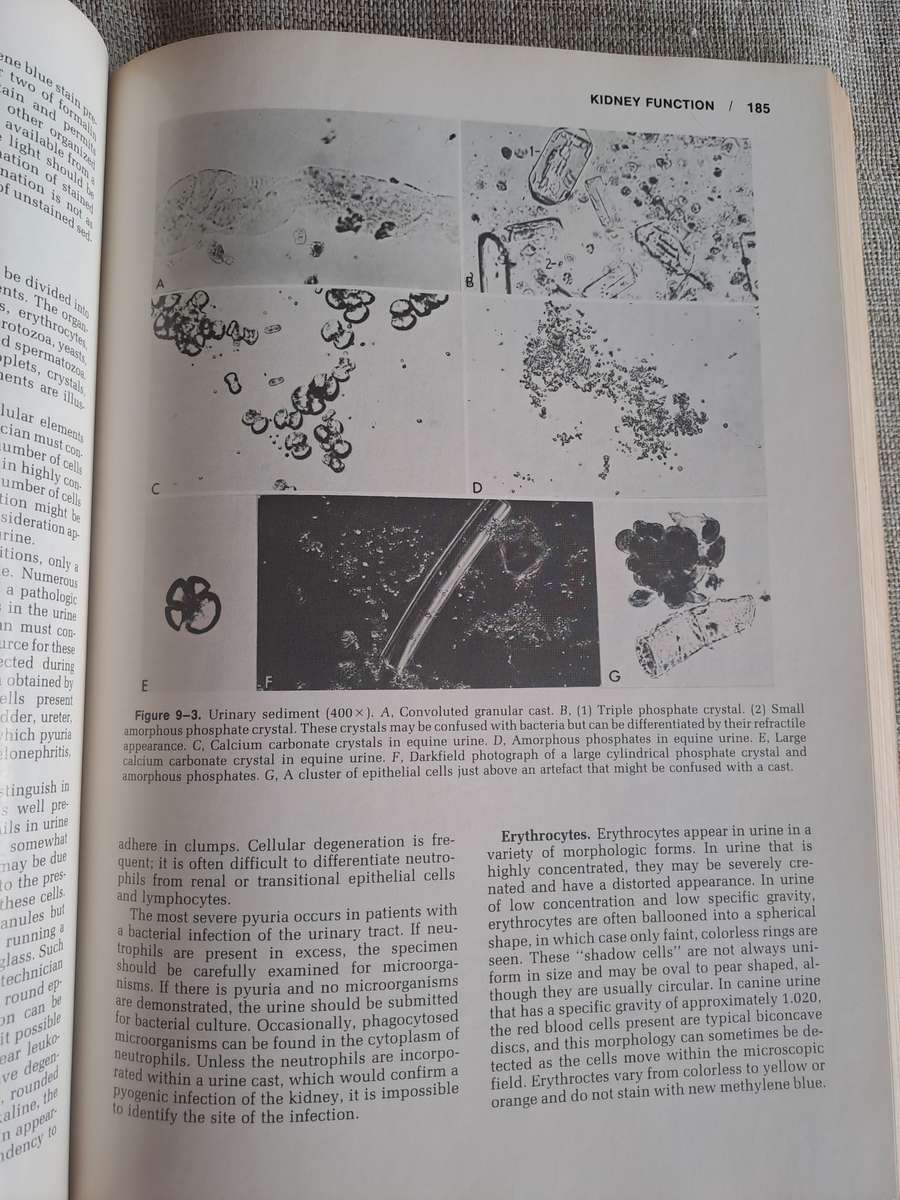 Veterinary Clinical Pathology 4th Edition.