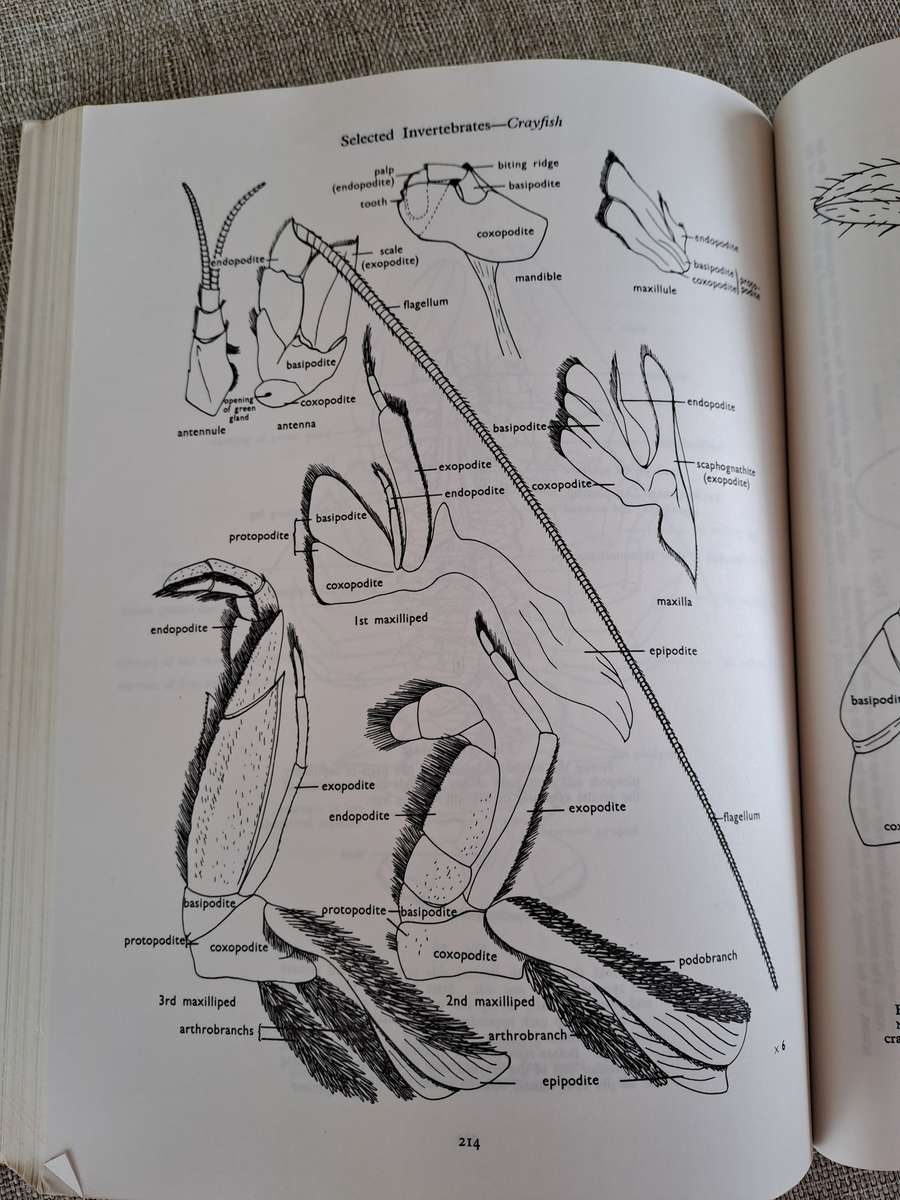 Guide to Dissection - HGQ Rowett