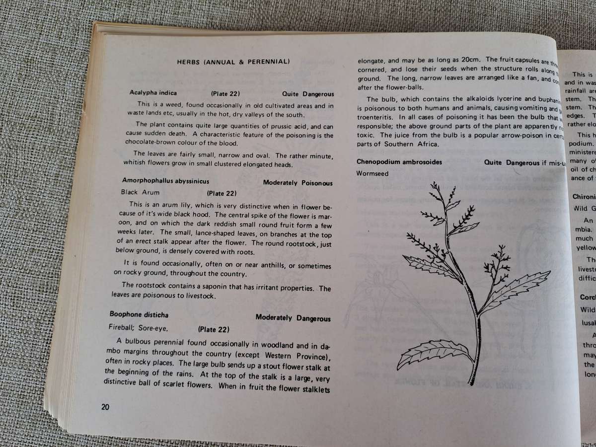 Dont Eat These: A guide to some local African Poisonous Plants (including mushrooms)