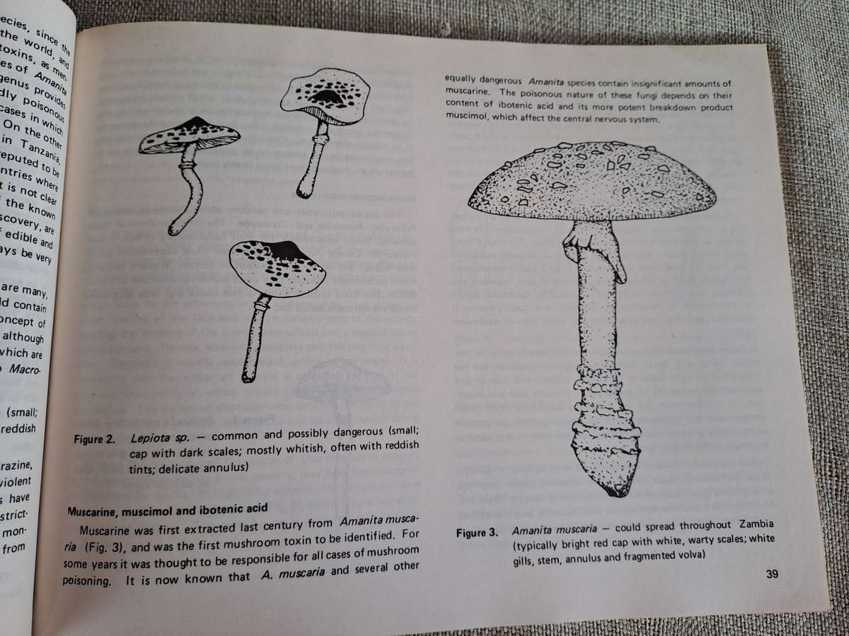 Dont Eat These: A guide to some local African Poisonous Plants (including mushrooms)