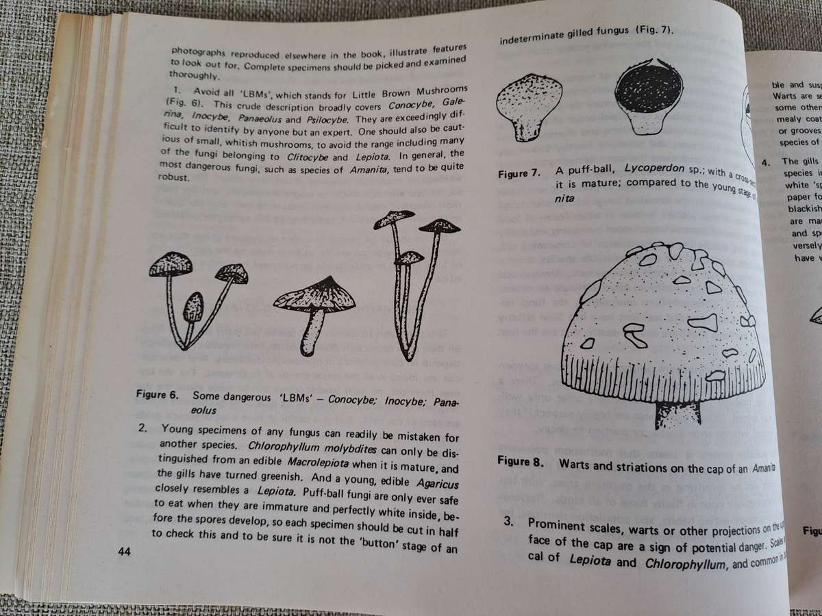 Dont Eat These: A guide to some local African Poisonous Plants (including mushrooms)
