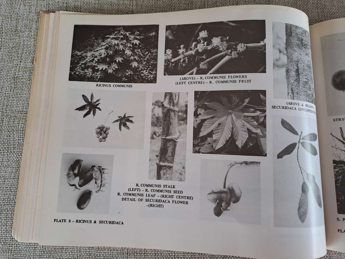 Dont Eat These: A guide to some local African Poisonous Plants (including mushrooms)